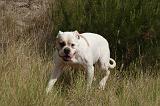 BOULEDOGUE AMERICAIN 391
